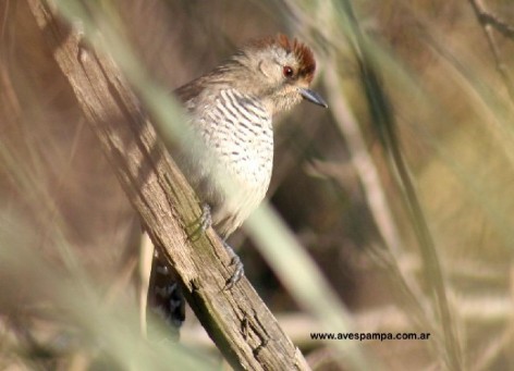 (c) Ariel Panero. Choca Corona Rojiza. 