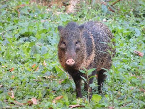 (c) Cavicchia Marcelo. . <p>Fotografiado en el patio trasero de la Seccional Timb&oacute;, PN Iguaz&uacute;.</p>