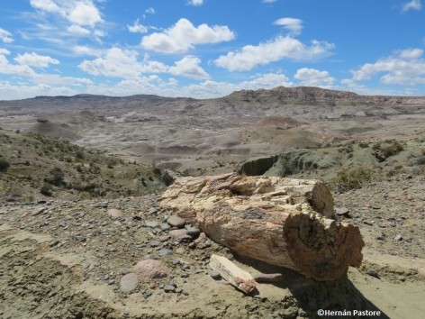 (c) Hern�n Pastore. Bosque Petrificado Sarmiento. 