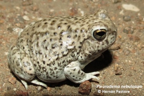 (c) Hern�n Pastore. Escuercito fantasma. 