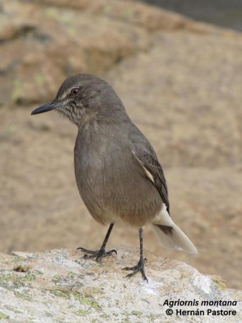 (c) Hern�n Pastore. Gaucho serrano. <p>Refugio Frey, Parque Nacional Nahuel Huapi</p>