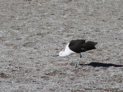 (c) Flavio Nicol�s Moschione. Cait� en Monumento Natural Laguna de los Pozuelos. 