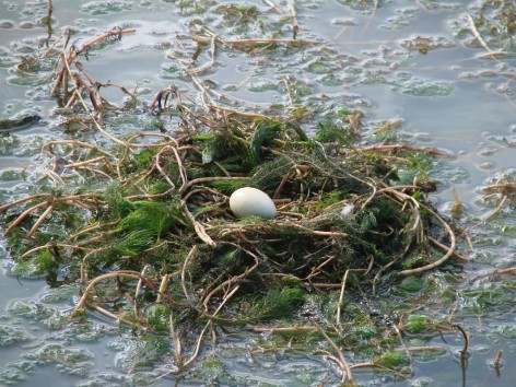(c) Flavio Nicol�s Moschione. Mac� Plateado en MN Laguna de los Pozuelos. 