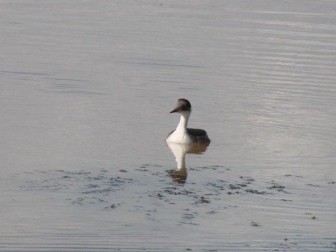 (c) Flavio Nicol�s Moschione. Mac� Plateado en MN Laguna de los Pozuelos. 