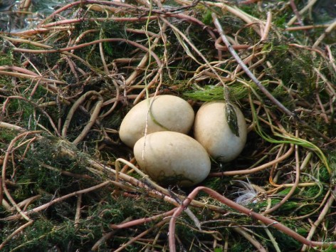 (c) Flavio Nicol�s Moschione. Mac� Plateado en MN Laguna de los Pozuelos. 