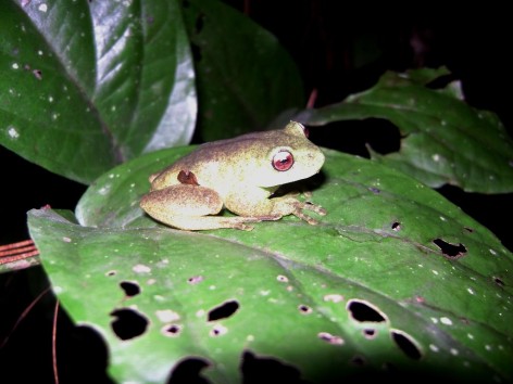 (c) E. Gangenova & A. Guzm�n. Aplastodiscus perviridis. 