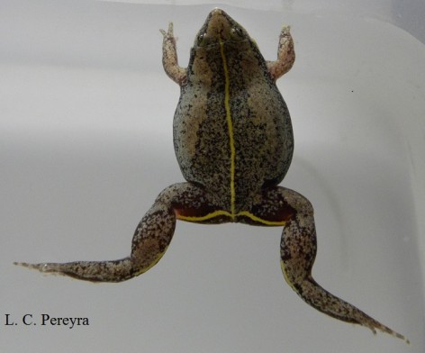 (c) Laura Cecilia Pereyra. Elachistocleis haroi. 