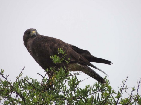 (c) Cavicchia Marcelo. Aguilucho langostero (Buteo swainsoni). 