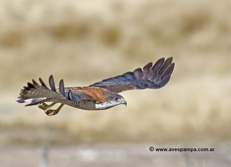 (c) Jorge Mart�n Spinuzza. Aguilucho Com�n hembra en vuelo. 