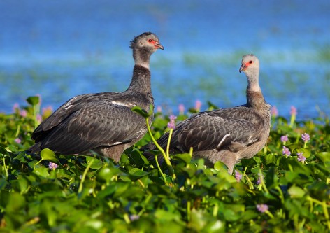 (c) Juli�n Alonso. Chaj�es en P. N. Pre-Delta. 