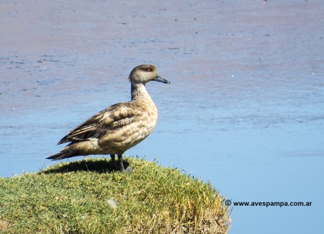(c) Jorge Mart�n Spinuzza. Pato Crest�n. Lophonetta specularioides alticola. 