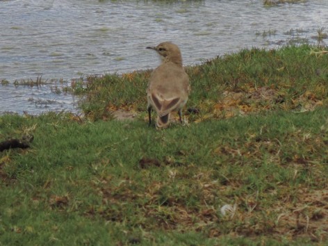 (c) Oscar Spitznagel. Caminera Pune�a, MN Laguna de los Pozuelos. 