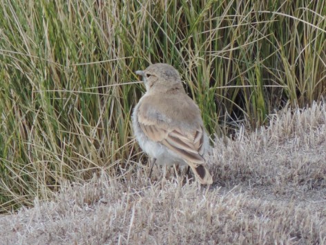 (c) Oscar Spitznagel. Caminera Pune�a. 