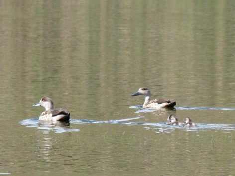 (c) Flavio Moschione. Pato crest�n con cr�a, Lagunillas de Pozuelos, Jujuy. 