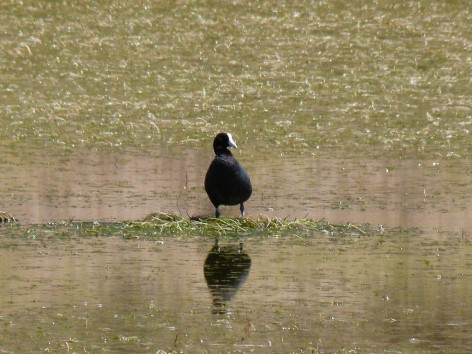 (c) Flavio Moschione . Gallareta Andina en el Huancar, Jujuy. <p>Gallareta Andina con escudete blanco&nbsp;</p>