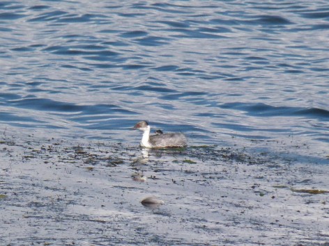 (c) Flavio Moschione . Mac� Plateado con pich�n. 