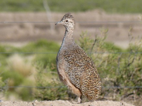 (c) Flavio Moschione. Inamb� Serrano en Pozuelos. 