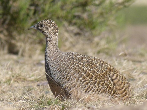 (c) Flavio Moschione. Inamb� Serrano en Pozuelos. 