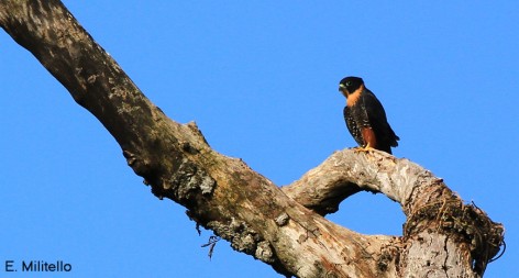 (c) E. Militello. Halc�n Murcielaguero en Reserva Natural Estricta San Antonio. <ol>    <li>&nbsp;</li></ol>