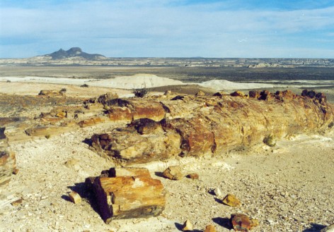 (c) Julio Monguillot. Vista general Bosque Petrificado. 