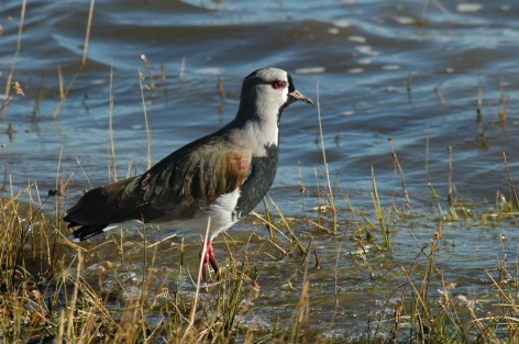 (c) Julio Monguillot. . 