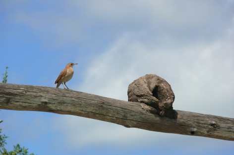 (c) Julio Monguillot. . 