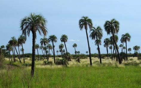 (c) Julio Monguillot. . 