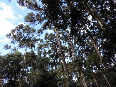 (c) Julio Monguillot. . 														