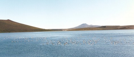 (c) Eduardo Ramilo. Cisnes de cuello negro en la Laguna Blanca. A�o 1994. 