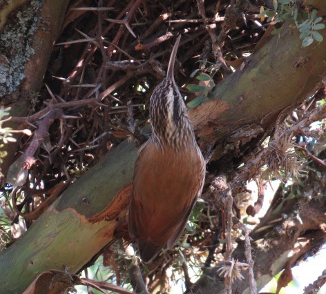 (c) Eduardo Ramilo. Chinchero chico, en Merlo, San Luis. 