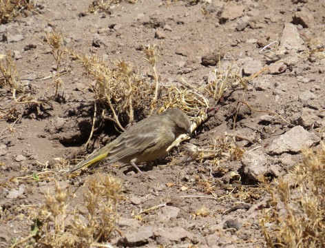 (c) Eduardo Ramilo. Ejemplar hembra de Jilguero oliv�ceo en Mendoza. 