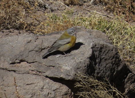 (c) Eduardo Ramilo. Comesebo andino en Mendoza. 