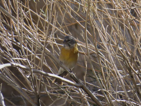 (c) Eduardo Ramilo. Comesebo andino ejemplar hembra en Parque Nacional El Leoncito. 