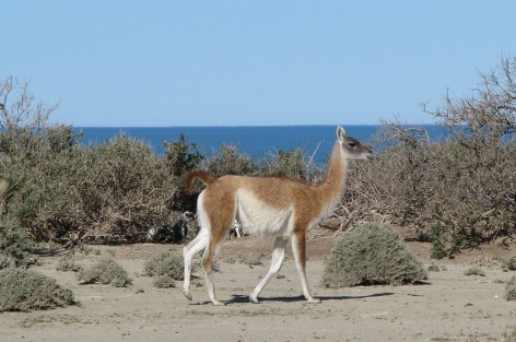 (c) Eduardo Ramilo. Guanaco en La Pinginera. Parque Nacional Monte Len. 