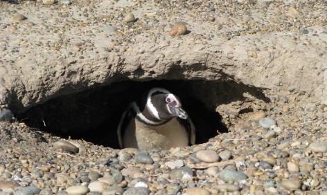 (c) Eduardo Ramilo. Ping�nera en el Parque Nacional Monte Le�n. 