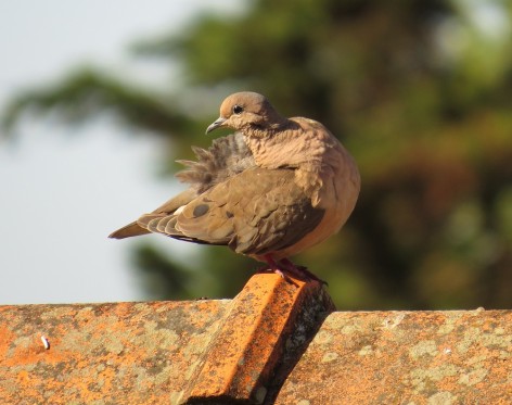 (c) Eduardo Ramilo. Ejemplar de Torcaza en Buenso Aires. 