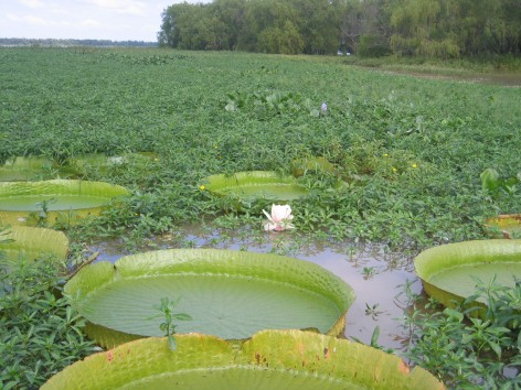 (c) Luciana Nicola. Parque Nacional Predelta. 