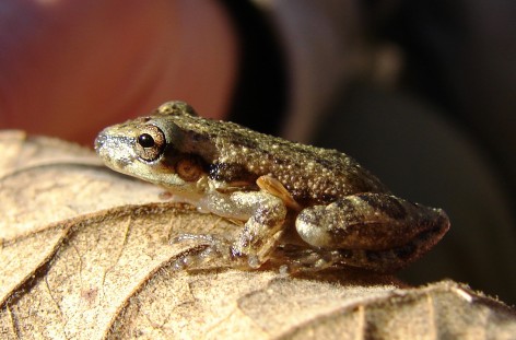 (c) Liliana Sciotek. Ejemplar de Scinax nasica. 