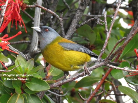 (c) Hern�n Pastore. Comesebo patag�nico en Parque Nacional Los Glaciares. 