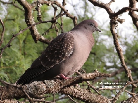 (c) Hern�n Pastore. Paloma manchada. 