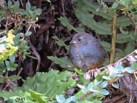 (c) Carlos M. Cabrera. . 