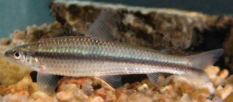 (c) Pablo Giorgis.  Ejemplar de Apareiodon affinis. <p>Esta foto forma parte de la Gu&iacute;a de Peces del Parque Nacional Pre- Delta. 2015. Almir&oacute;n et al. Editorial APN.</p>
