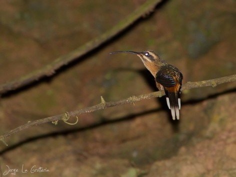 (c) Jorge La Grotteria. Ermitao Canela en PN Calilegua. <p>www.ecoregistros.org</p>