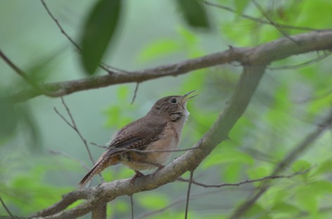 (c) Mat�as Carpinetto. Ratona en PN Rio Pilcomayo.. 