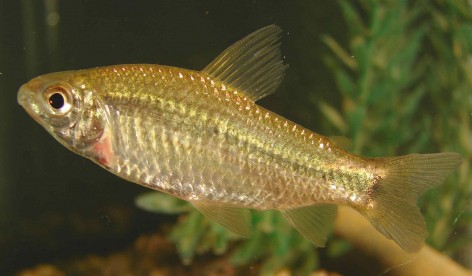 (c) Liliana Ciotek. Ejemplar de Cyphocharax spilotus. <p>Esta foto es parte de la Gu&iacute;a de Peces del Parque Nacional Pre- Delta. Almir&oacute;n et al. 2015. Editorial APN.</p>