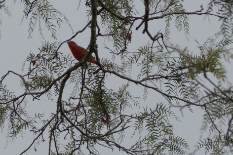 (c) Juliana De Gracia. Fueguero macho en Reserva Nacional Pizarro. 