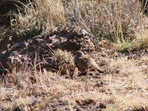 (c) Flavio Moschione. Palomita Ojo Desnudo. <p>Finca El Candado, Salta</p>