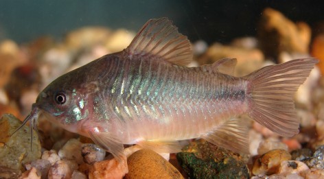 (c) Pablo Giorgis. Ejemplar de Corydoras aeneus. <p>Esta foto forma parte de la Gu&iacute;a de Peces del Parque Nacional Pre- Delta. 2015. Almir&oacute;n et al. Editorial APN.</p>