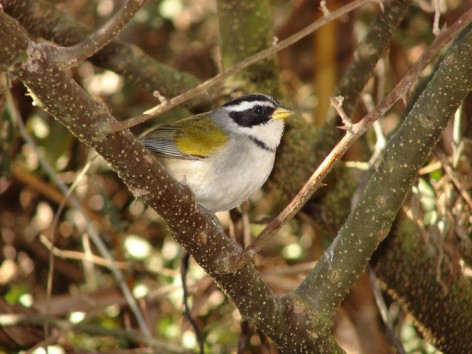 (c) Iv�n Becerra. Gran Cantor en Parque Nacional El Rey. 
