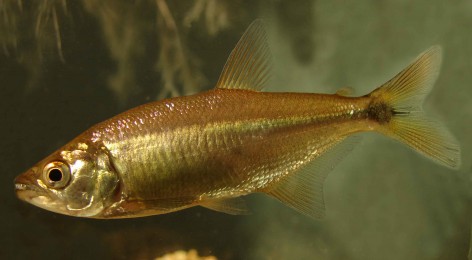 (c) Pablo Giorgis. Ejemplar de Oligosarcus jenynsii. <p>Esta foto forma parte de la Gu&iacute;a de Peces del Parque Nacional Pre- Delta. 2015. Almir&oacute;n et al.&nbsp;Editorial APN.</p>